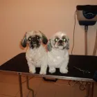 Afacere 4 imagine BEAUTY FOR BEASTS Servicii profesionale în Galati GL