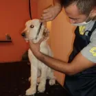 Afacere 6 imagine BEAUTY FOR BEASTS Servicii profesionale în Galati GL