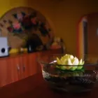 Afacere 4 imagine CENTRUL DE TERAPII COMPLEMENTARE PRANA Specialişti în remedii naturale în Cluj-Napoca CJ