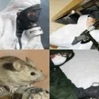 Afacere 14 imagine IGIENA ROMSERV DDD SRL Servicii profesionale în Bucureşti