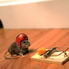 Afacere 18 imagine IGIENA ROMSERV DDD SRL Servicii profesionale în Bucureşti