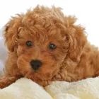 Afacere 1 imagine PROSPER MANAGEMENT SRL Transport în Bucureşti