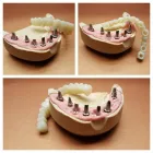 Afacere 5 imagine SC DENTAMIR SRL - LABORATOR DENTAR CAD CAM Stomatologi şi cabinete stomatologice în Oradea BH
