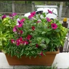 Afacere 2 imagine SIMACEK GARDENING Shopping în Cluj-Napoca CJ