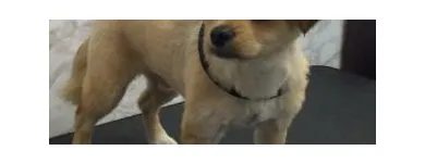 Afacere 1 imagine DOLLY Shopping în Galaţi