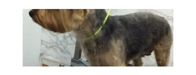 Afacere 2 imagine DOLLY Shopping în Galaţi