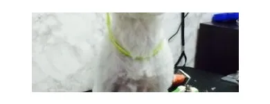 Afacere 3 imagine DOLLY Shopping în Galaţi