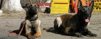 Afacere 2 imagine SCOALA DRESAJ CANIN NIKARAD Servicii profesionale în Arad