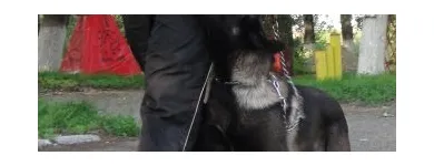 Afacere 5 imagine SCOALA DRESAJ CANIN NIKARAD Servicii profesionale în Arad