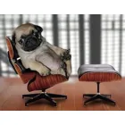 GRADINIŢĂ & PENSIUNE CANINĂ