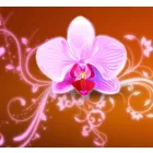 FLORARIA PHALAENOPSIS